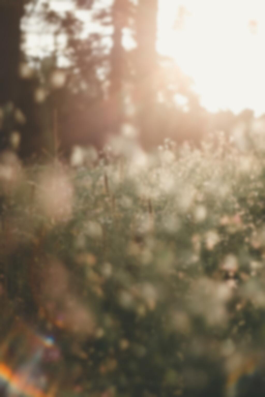 Eine Blumenwiese im Gegenlicht.